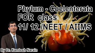 Phylum  Coelenterata  cnidaria FOR class 11 12 NEET  AIIMS By DR KAMLESH NARAIN [upl. by Agrippina55]