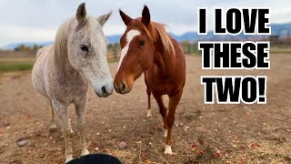 Arabian meets wild horse This was magical [upl. by Ybok]