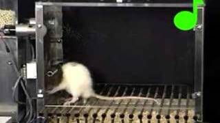 Conditioned suppression of a rats lever pressing [upl. by Aliahs440]