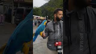 🦜Uzungöl 🌴arabski Papaqan kuş👍 [upl. by Indnahc]