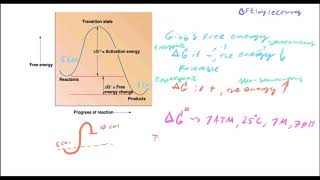 Biochemistry Lecture 17 Thermodynamics and Cellular Metabolism [upl. by Eldnik]