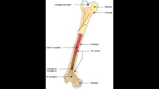 Métabolisme phosphocalcique [upl. by Pasahow791]