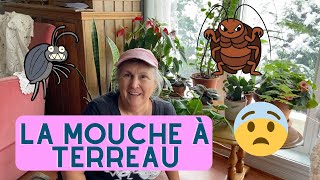 Comment se débarrasser de la mouche à terreau ou sciaride  capsule horticole [upl. by Demetrius468]