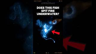 This Fish Spits Fire And Light Underwater  Cardinal Fish Spit Light fish bioluminescence [upl. by Yanttirb]