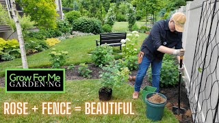 Planting a David Austin Climbing Rose on a Fence ⭐️ DIY Vinyl Fence Trellis Installation [upl. by Nailij]