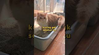 Cara agar kucing pup di box pasir kucingprabu catlover pecintakucing videokucing [upl. by Warner]