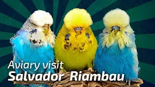 BREEDING TRICKS amp TIPS How to breed Exhibition Budgies  Salvador Riambau Spain 🌍Budgie Planet [upl. by Oyek]