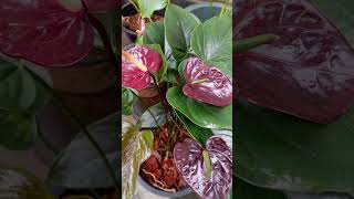 ආයුබෝවන්💐💐anthurium flower flowershop love lovelyflower gardening nature anthuriumplant [upl. by Bradney893]