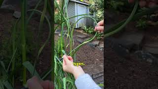 3 tips for growing great garlic  vegetablegardening growfoodathome gardening101 garlic [upl. by Odnalra]