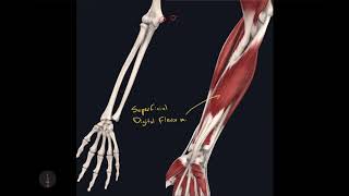 Anterior Antebrachial Muscles [upl. by Hite]