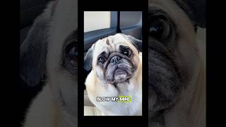 The cheese 🧀 PUG tax MUST be paid or it might get UGLY‼️ 😋🤣 funny cute dog [upl. by Adlev]