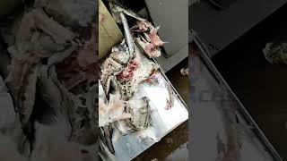 How efficiently can you debone a fish Watch this fish deboning machine in action [upl. by Marylou]