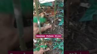 MENCARI ANAKAN POHON ULIN DI HUTAN [upl. by Dilahk]