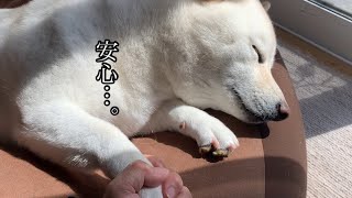 驚異的な回復力と野生を忘れた姿を家族に見せて安心させてくれる柴犬 [upl. by Vaish]