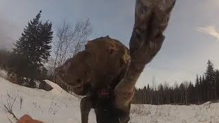 GoPro Moose Attack [upl. by Holihs]