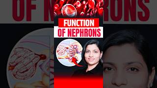 Functions Of Nephrons  NEET Concept neetbiology neet2025 riturattewal nephron [upl. by Allana]