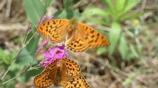 Two Males of High Brown Fritillary Butterfly Peacefully Visit Same Flowers Together for Nectar [upl. by Swartz975]