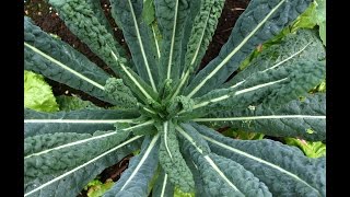 HOW TO GROW CAVOLO NERO [upl. by Rosemari]