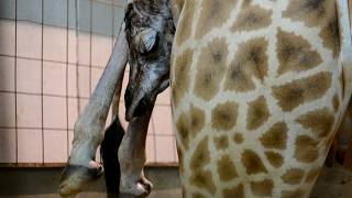 Nacimiento de una nueva jirafa en BIOPARC Valencia de una subespecie en peligro de extinción [upl. by Elleb38]