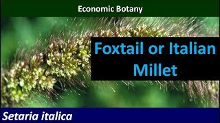 Economic Botany of Foxtail or Italian Millet Setaria italica [upl. by Carry370]