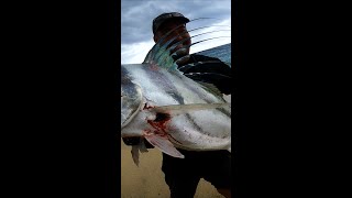 Surf Caught Rooster Fish [upl. by Bashemath346]