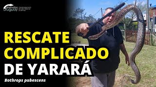 Rescate de YaraYarará en cuneta de Punta Colorada  Bothrops pubescens [upl. by Bina]