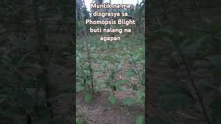 Nasalba pa mula sa atake ng Phomopsis Blight at buti nalang naagapan [upl. by Madden]