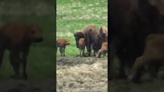 shorts Bison at Midewin National Tallgrass Prairie [upl. by Nnylirret823]