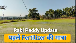 Rabi Session Paddy crop। रबी धान।December 20 2022 [upl. by Ulphia]