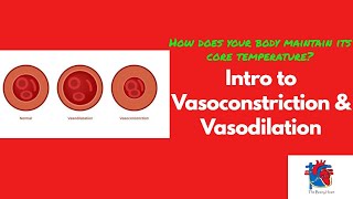 Intro to Vasoconstriction amp Vasodilation [upl. by Hicks]