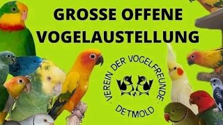 Alle Gouldamadinen auf der grossen offenen Vogelausstellung in Detmold 2022 [upl. by Mark485]