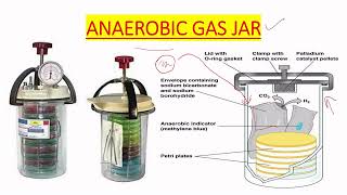 ANAEROBIC GAS JAR USE IN MICROBIOLOGY IN ENGLISH [upl. by Antonia]