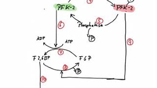 Regulation of Phosphofructokinase [upl. by Atikkin]