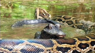 Pythons at Alligator Pond 07  Dangerous Animals in Florida [upl. by Rem769]