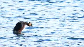 BLacknecked Grebe at Radleyoxonbirdingblogspotcouk [upl. by Ender]