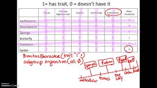 325 AP18 How to make a Cladogram [upl. by Ileane]