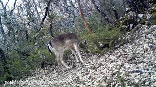 Daim quotperruquequot  Bushnell Trophy Cam HD Max 119477 [upl. by Ecirtram]