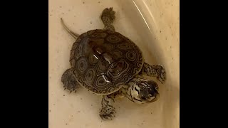 Rescued Diamondback Terrapins at Wild Care [upl. by Uolymme]