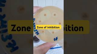 Antibiotics sensitive test zone of inhibition Antibiotics shorts [upl. by Melvyn]