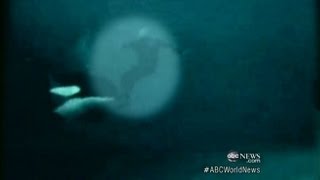 Killer Whale Attacks Trainer Caught on Tape [upl. by Allys]