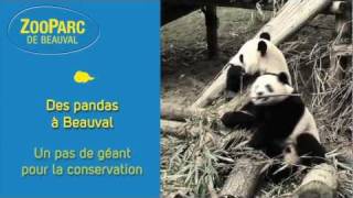 Des pandas à Beauval Mais doù viennentils [upl. by Joerg]