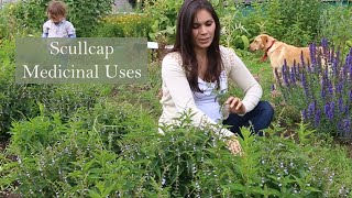 Medicinal Uses of Scullcap Scutallaria laterifolia with Marina kesso [upl. by Hoebart]