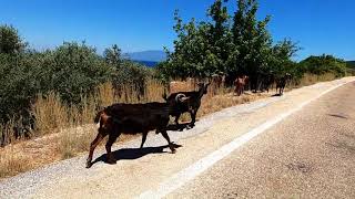 Trip To Trikeri Pelion Greece 🇬🇷 4K Video [upl. by Ahsitak]