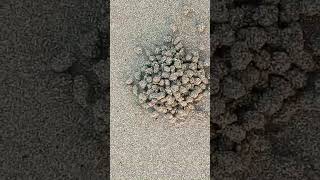 Feces of sandburrowing animals in beach in Carrascal Philippines [upl. by Ymaral212]