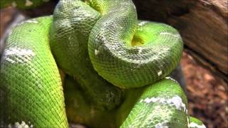 Adult Emerald Tree Boas [upl. by Aden]