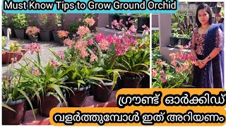 10 Golden tips for Healthy Ground Orchids  ഗ്രൗണ്ട് ഓർക്കിഡ് ചെടി ആരോഗ്യത്തോടെ വളർത്താൻ 10 ടിപ് [upl. by Lewie]