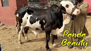 Multan Cow Mandi Gulabi Kheeray Bachry Low Range Ka Mall Bhi Arha AbSSTvs [upl. by Ahcatan898]