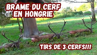 Brame du cerf en Hongrie tirs de 3 cerfsHirschbrunft in HungarnRed Stag hunting in Hungary [upl. by Anada]