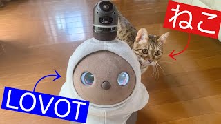 LOVOT（ラボット）さん初対面。ねこさんとロボットは仲良くできるのか！？ [upl. by Holladay728]