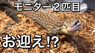 うちに2匹目のモニターがやってきた！ この動画は最後まで見てください [upl. by Olegnalehcim775]